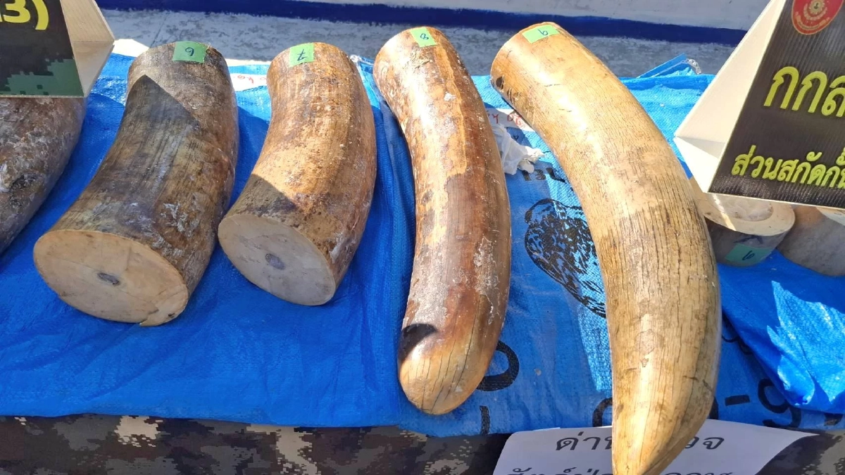 สกัดคาริมโขง กกล.สุรศักดิ์มนตรี ทลายขบวนการค้าสัตว์ป่าข้ามชาติ