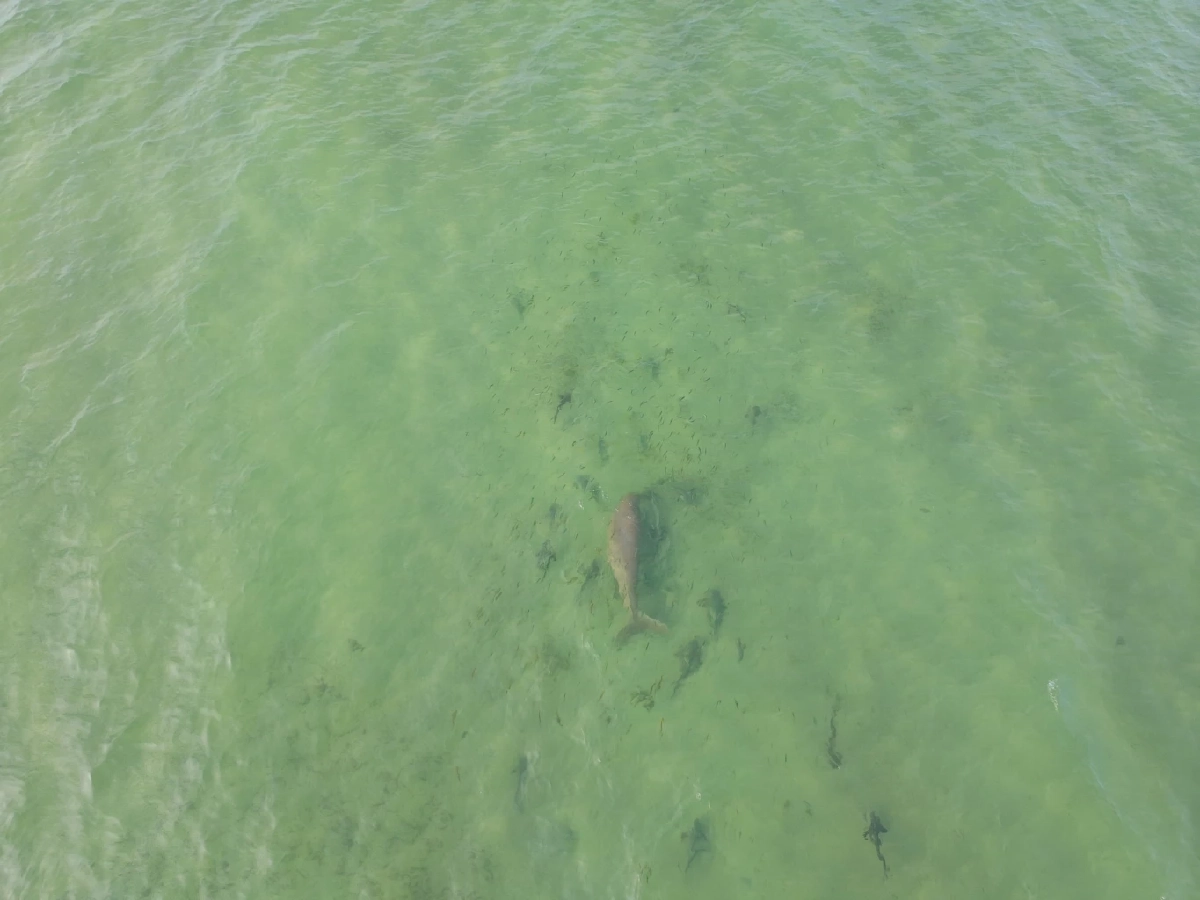 กรมอุทยานฯ บินโดรนพบพะยูนตรัง 1 ตัว ที่หาดหยงหลำ สุขภาพยังดี