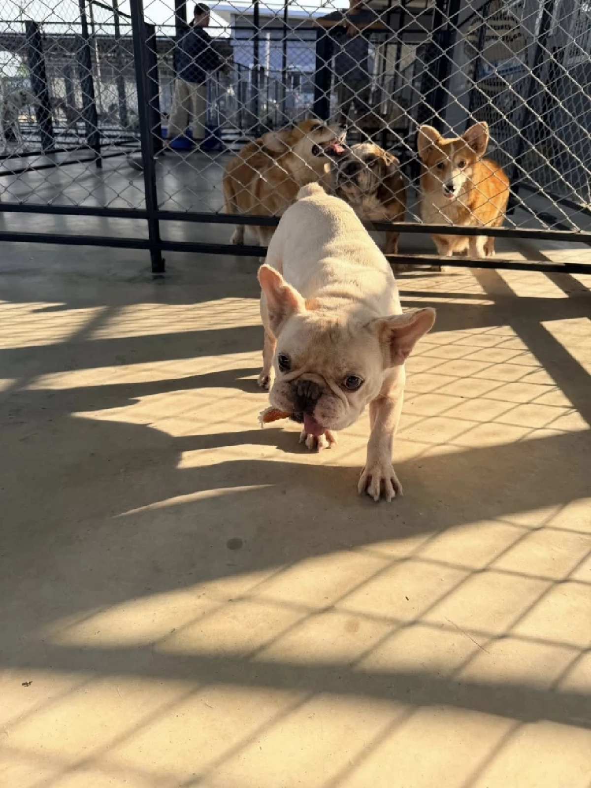 ไม่เคยทอดทิ้ง “ แก้มบุ๋ม ” อัปเดตชีวิตน้องหมา ฟาดดราม่าเก่า