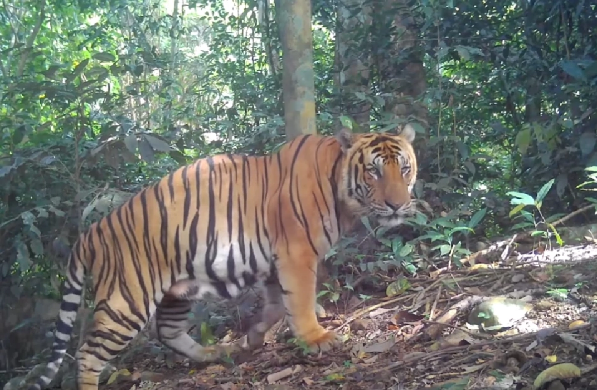 เสือโคร่ง "ณเดช" โชว์หาวหน้ากล้อง ทำชาวเน็ตแห่แชร์ความหล่อ