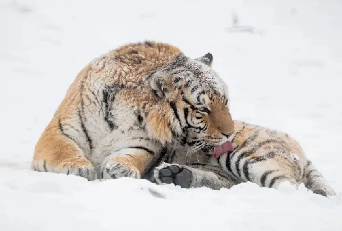 ชมภาพเสือโคร่งไซบีเรียแห่งฮาร์บิน พักผ่อนกลางหิมะสุดสบายใจ