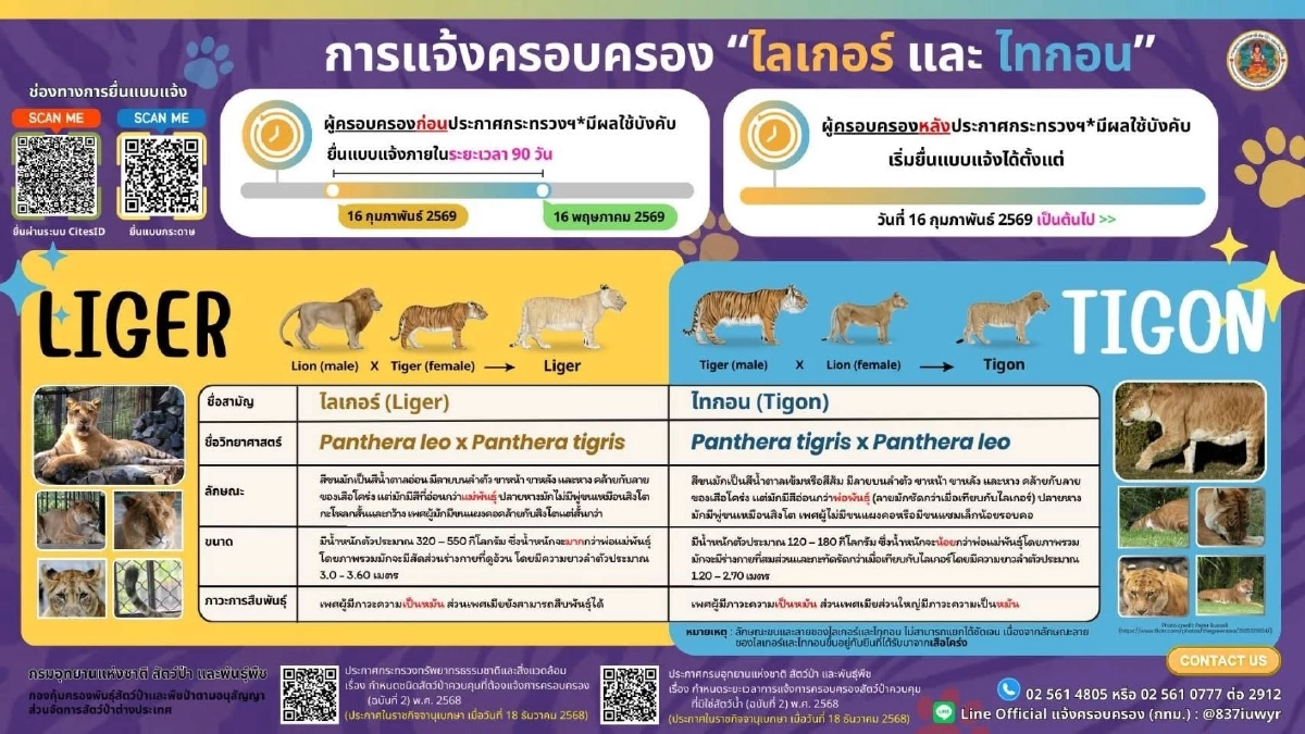 กรมอุทยานฯ เปิดรับแจ้งครอบครองไลเกอร์-ไทกอน เริ่ม 16 ก.พ. นี้