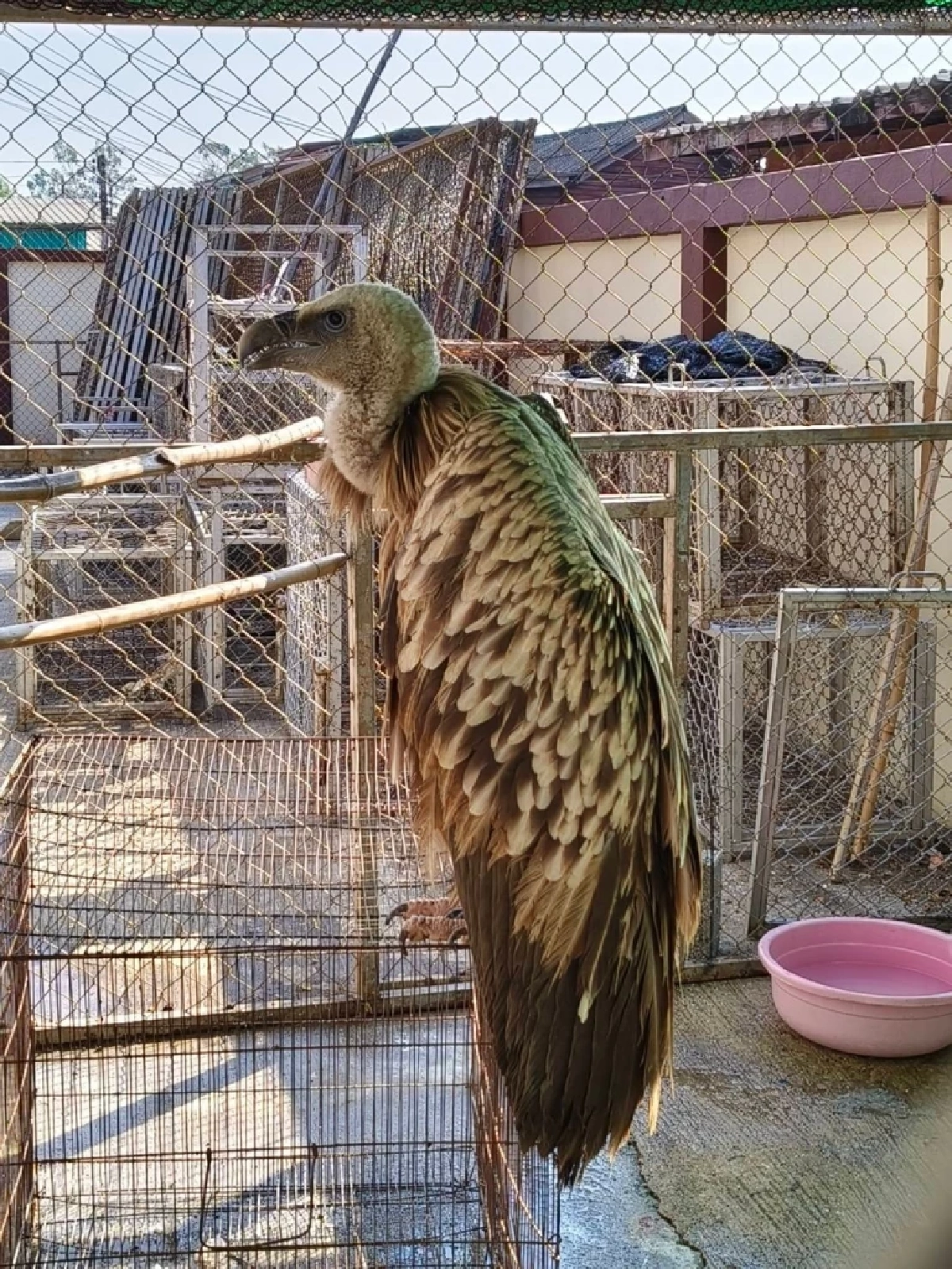 ภารกิจช่วยชีวิต แร้งสีน้ำตาลหิมาลัย พลัดหลงหนีหนาวถึงนครสวรรค์