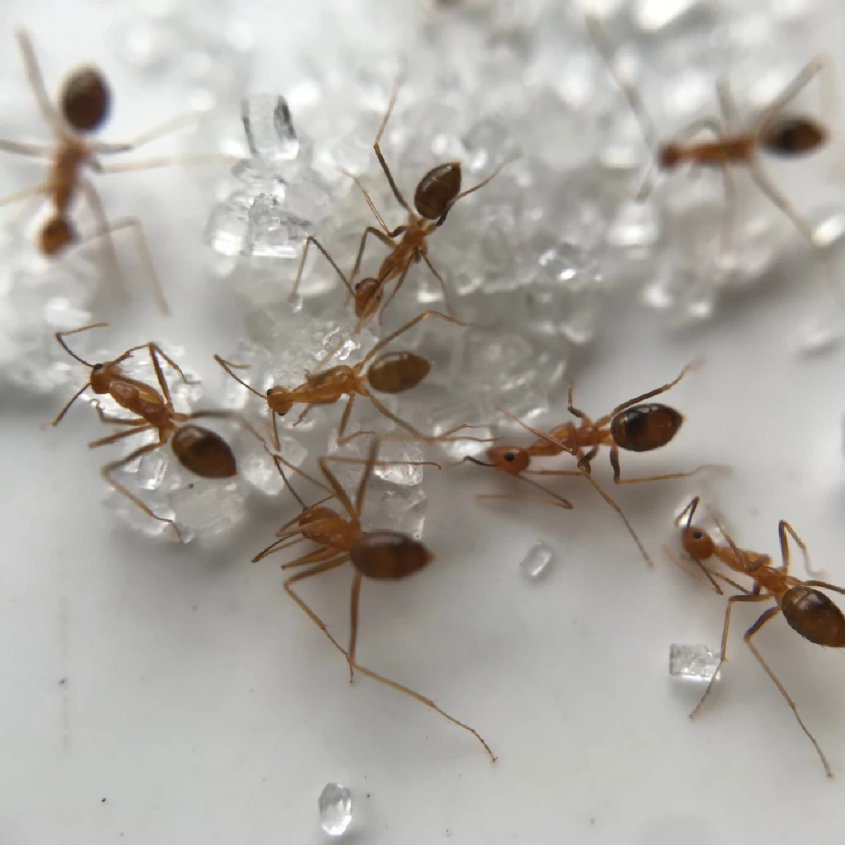 เจาะลึก 4 สาเหตุ ทำไมมดบุกบ้านไม่เลิก แม้ไม่มีของหวาน