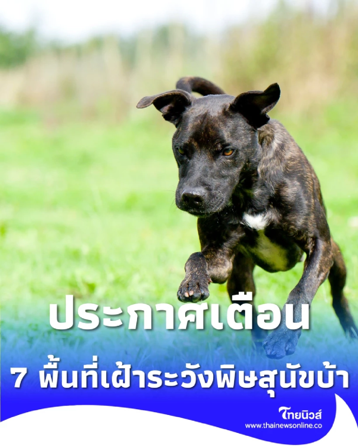 ประกาศเตือนเขตลาดกระบัง พบสัตว์ป่วยโรคพิษสุนัขบ้า ระวัง รัศมี 5 กิโลเมตร 