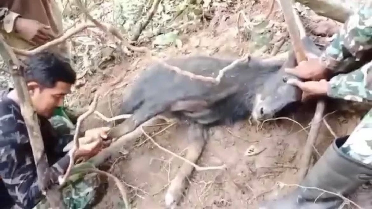 นาทีชีวิต! เลียงผาติดบ่วงพราน เจ้าหน้าที่บุกช่วยก่อนคืนสู่ป่า