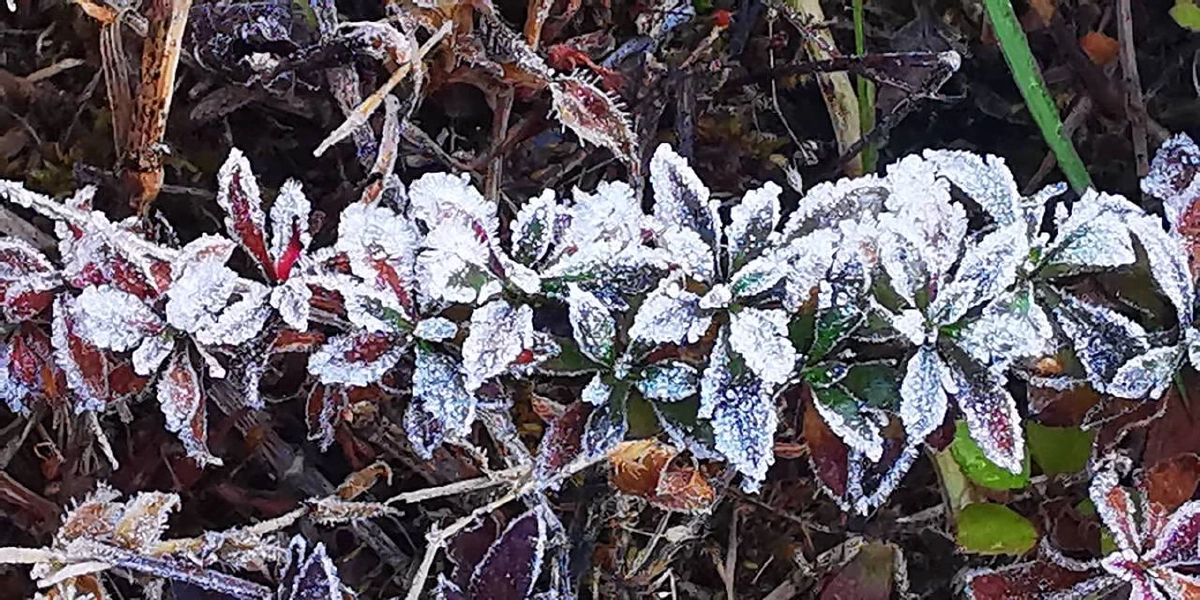 หนาวจัดสะกดสายตา! เหมยขาบ–แม่คะนิ้ง ขาวโพลนยอดดอยอินทนนท์