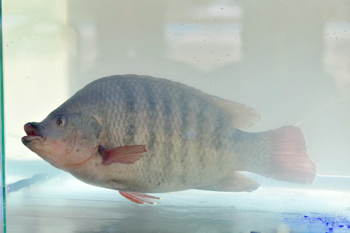 "ปลานิลสายน้ำไหลเบตง"ผงาดสินค้า GI ที่ 6 ของยะลา ยกเป็นวัตถุดิบพรีเมียม