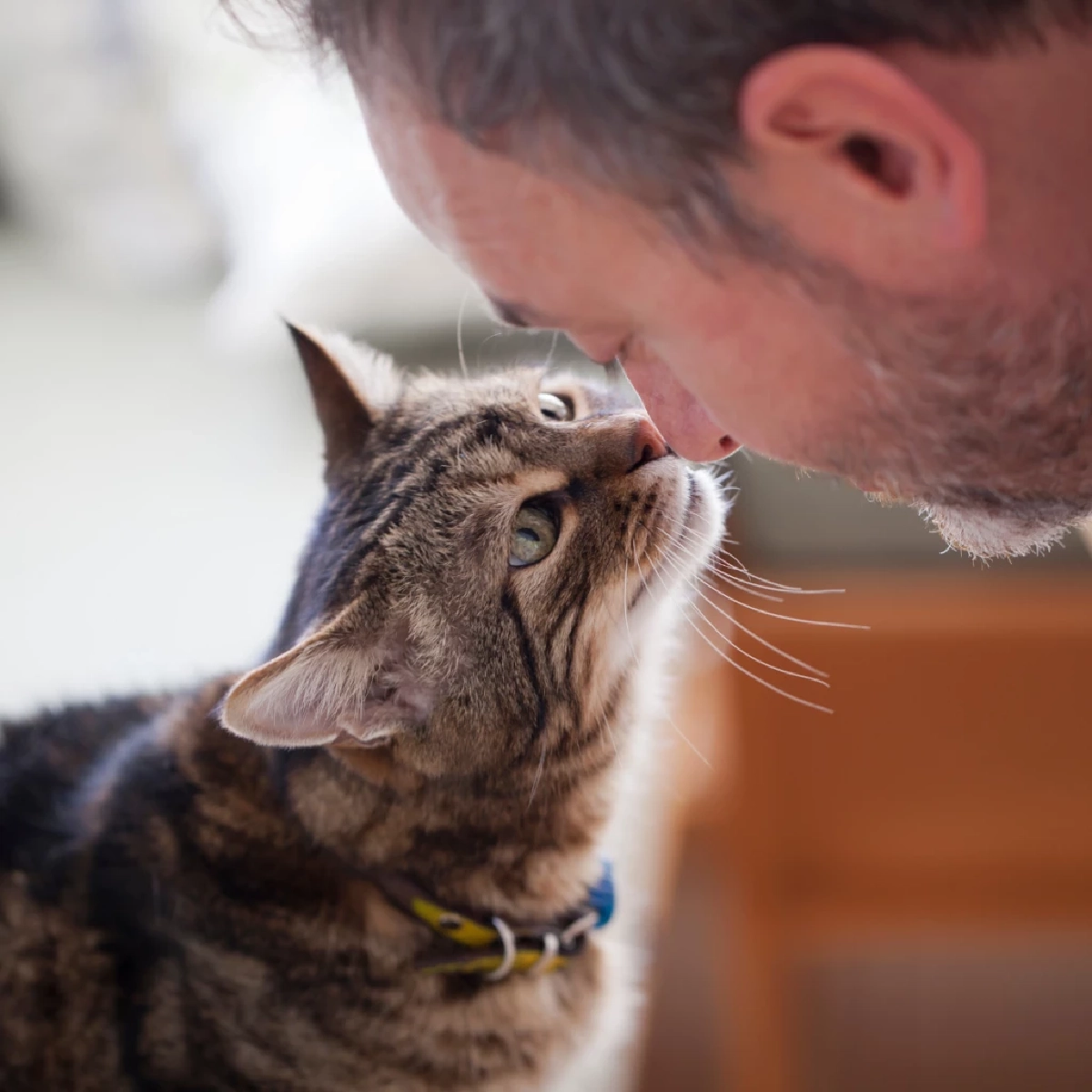 วิธีสังเกตอาการแมวสูงวัย สัญญาณบอกเหตุเมื่อเจ้าเหมียวเริ่มแก่