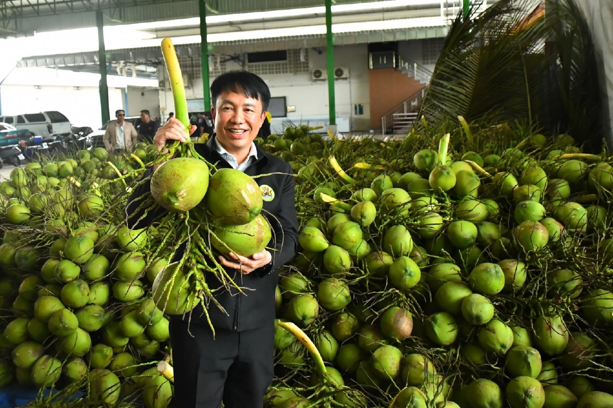 เปิดแผนกู้ราคามะพร้าวน้ำหอม เครือข่ายสหกรณ์รับซื้อ 5 บ. 1 ล้านลูก