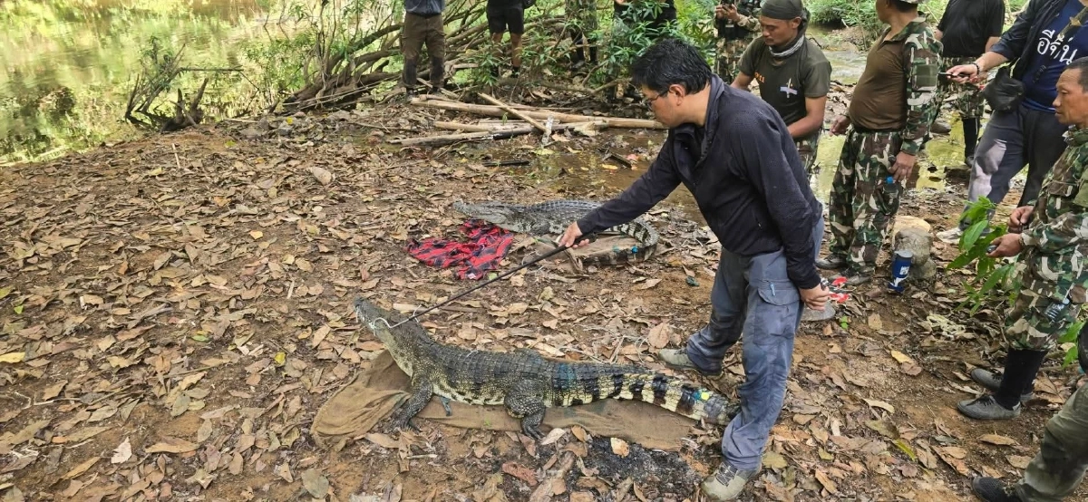แก่งกระจานปล่อยจระเข้น้ำจืดไทยแท้ DNA บริสุทธิ์ ปล่อยคืนป่าแก่งกระจาน
