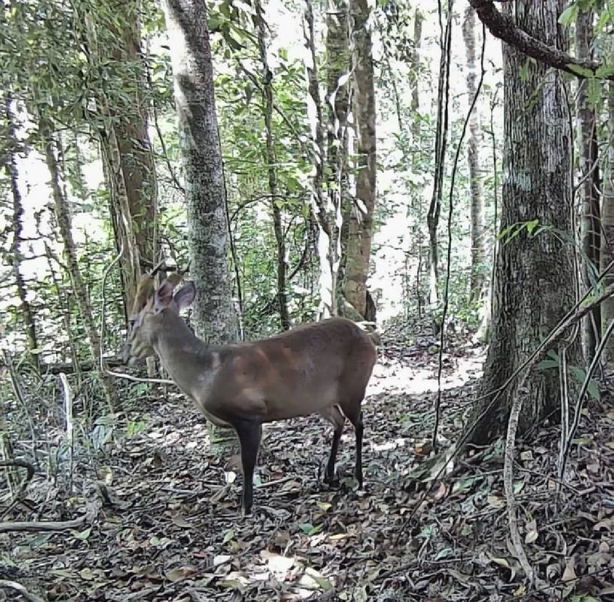 ยลโฉมสัตว์ป่ากะทูน ผ่านกล้อง Camera Trap สัตว์หายากโผล่เพียบ