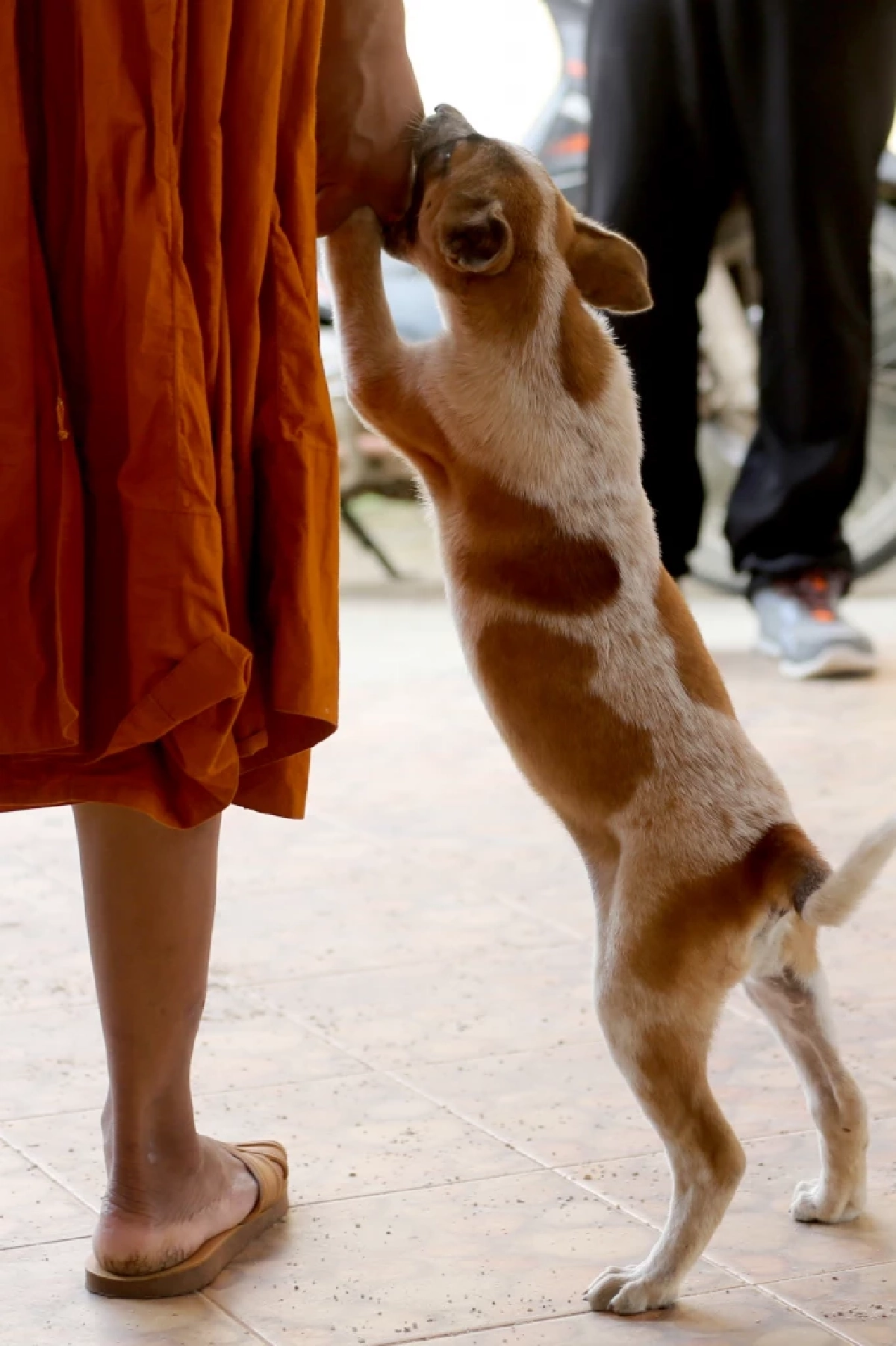 เปิด 10 พื้นที่ในเขตดินแดง บริการฉีดวัคซีนพิษสุนัขบ้า ฟรี!