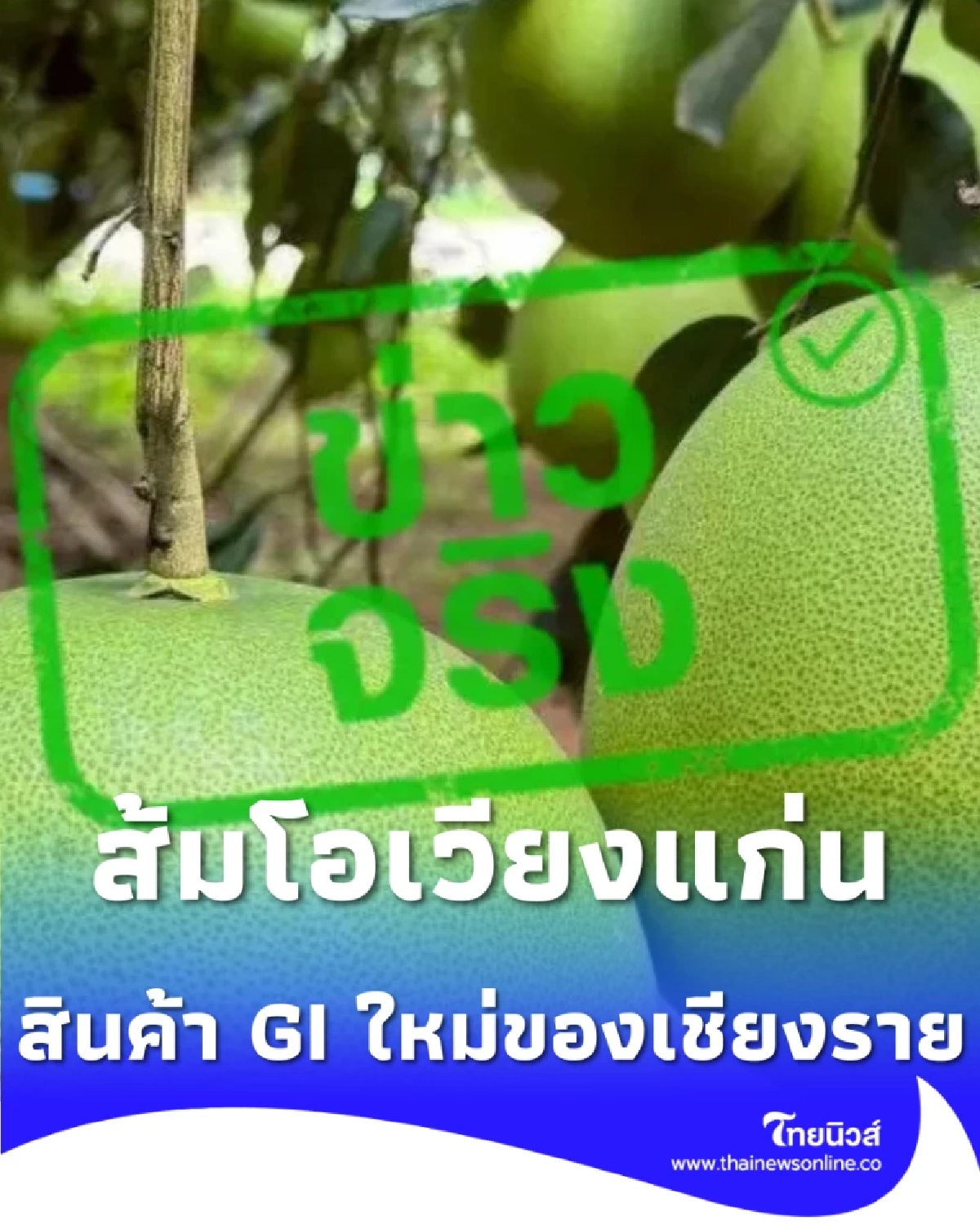 เปิดตัว 3 พันธุ์เด็ด ส้มโอเวียงแก่น สินค้า GI ใหม่ของเชียงราย