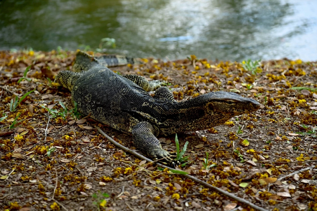 สวนลุมพินีคึกคัก เปิดตัวรูปปั้นมหึมา นักท่องเที่ยวแห่ถ่ายรูป