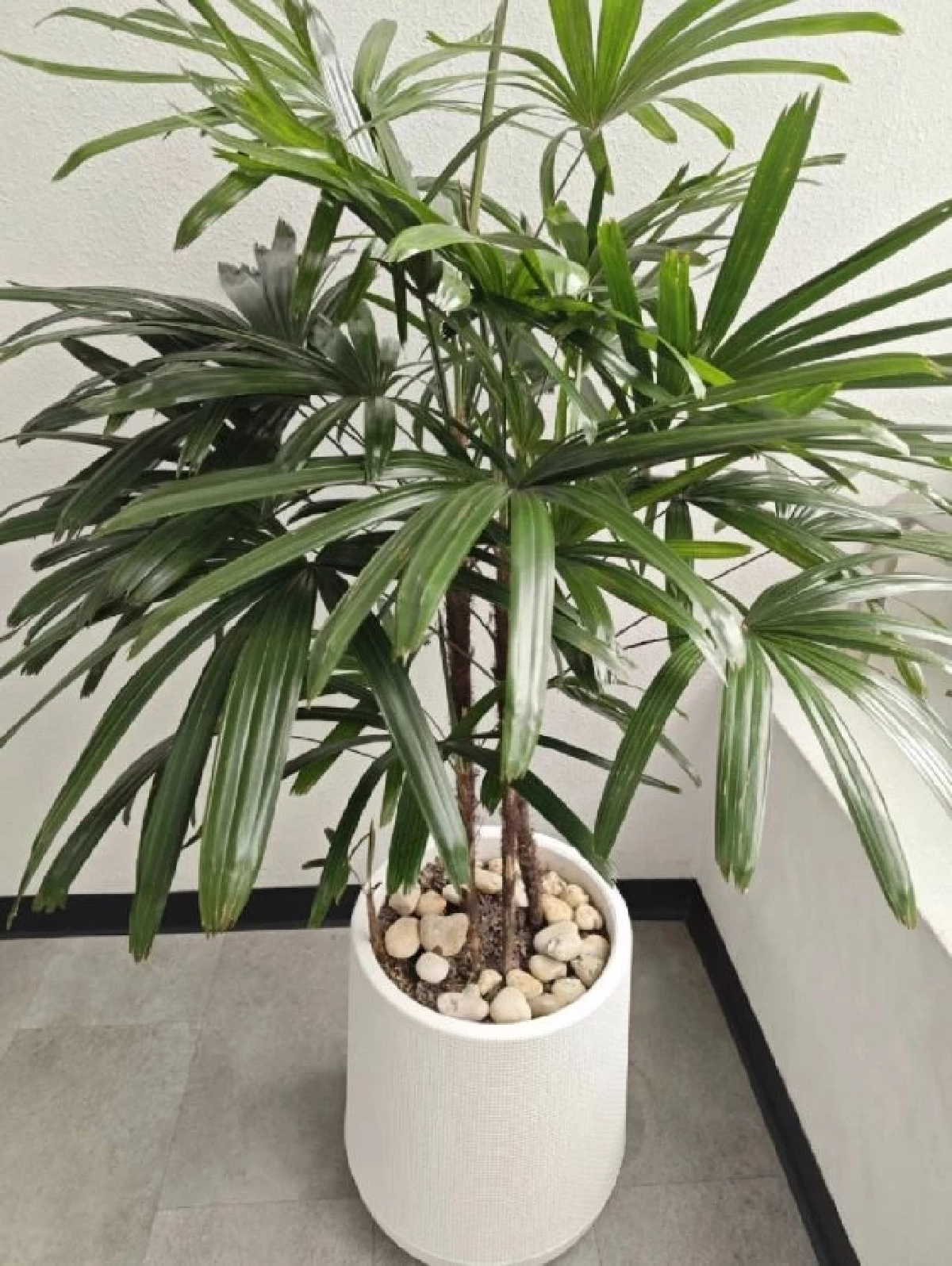 คัดมาแล้ว 5 ต้นไม้ฟอกอากาศ ควรมีติดบ้าน ปลูกง่าย ความหมายมงคล