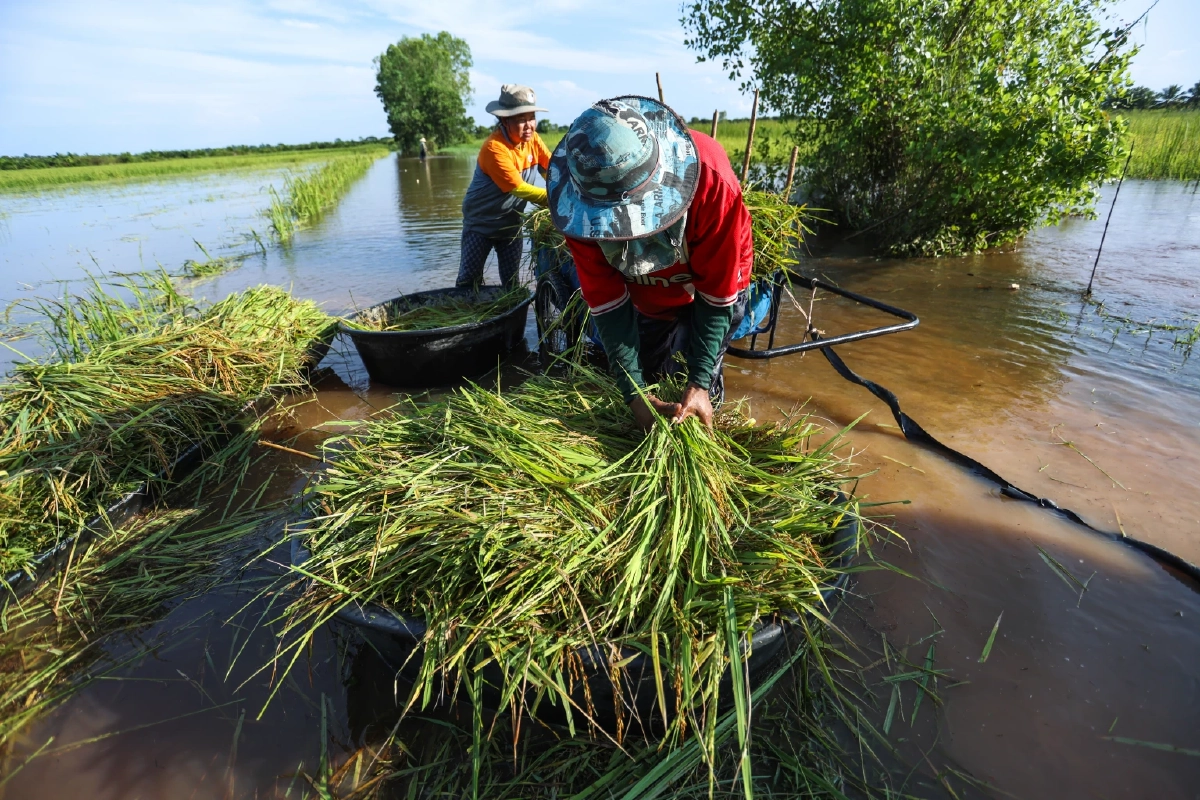 เฮสนั่น ไฟเขียวเพิ่ม 1,792.061 ล้าน งบช่วยชาวนาปี 2568/69