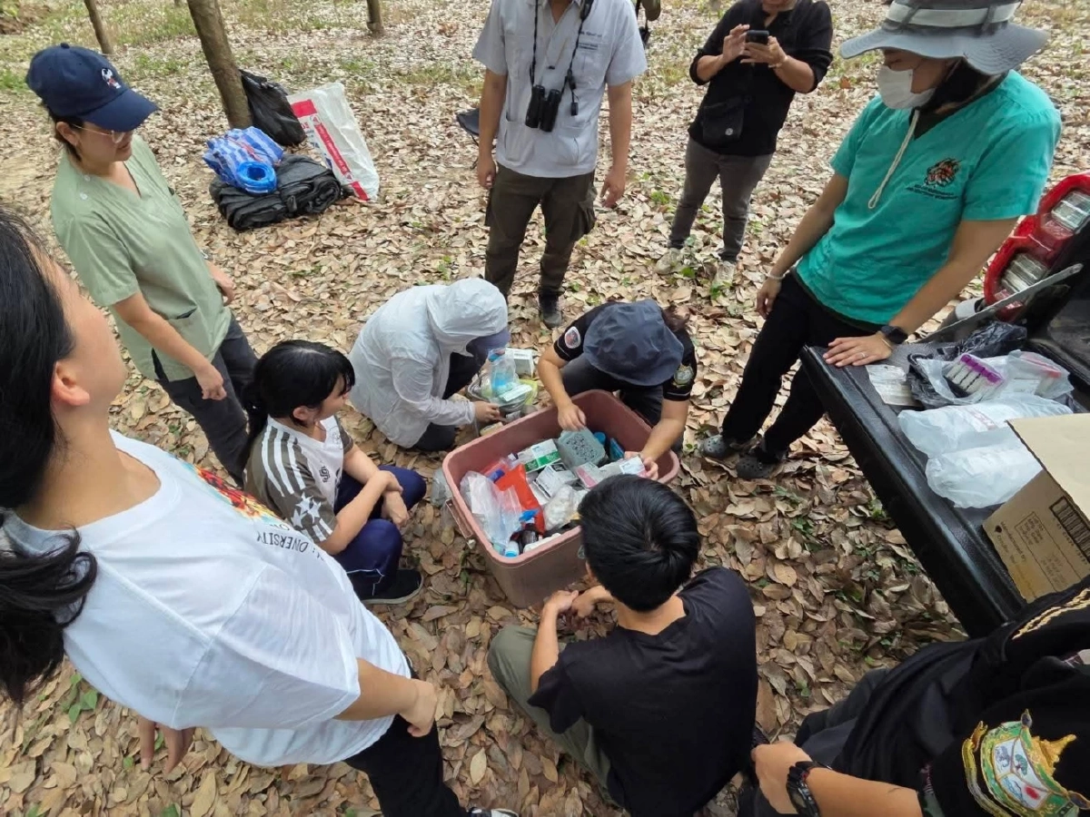 ปาฏิหาริย์มีจริง! ช้างป่าสระแก้วฮึดสู้ ลุกยืนเองได้แล้ว