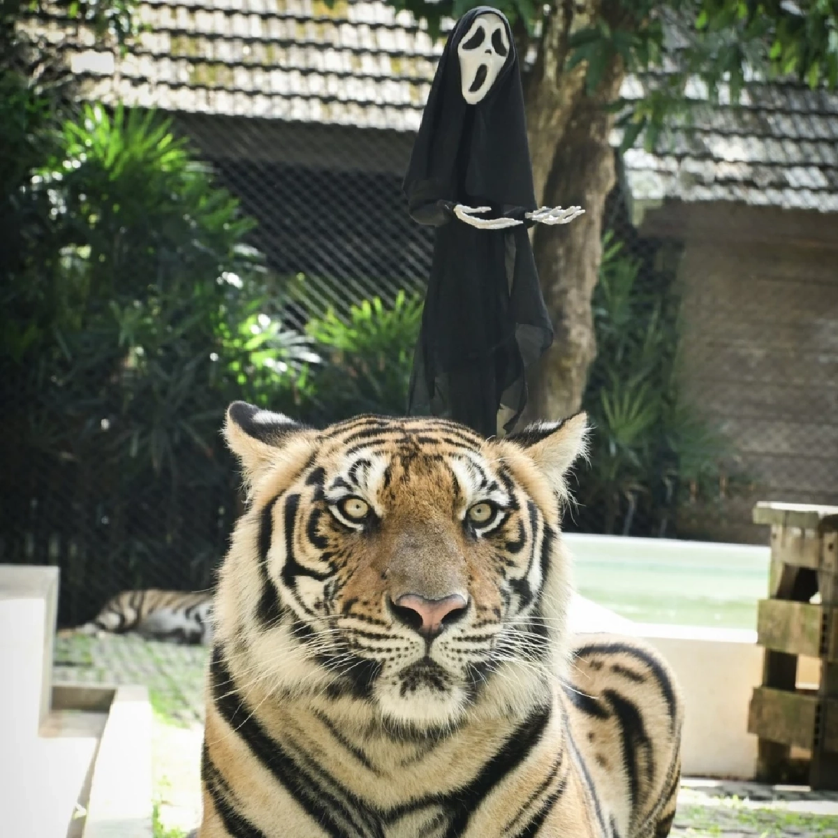 สาเหตุเสียชีวิตเบื้องต้น หลังเสือคุ้มดังเชียงใหม่ ตายกว่า 70 ตัว