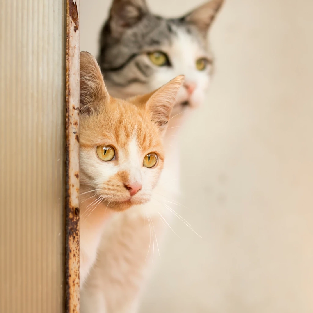 4 เหตุผลทำไมแมวไม่ชอบให้ปิดประตู พร้อมวิธีแก้ปัญหาฉบับทาสมือโปร