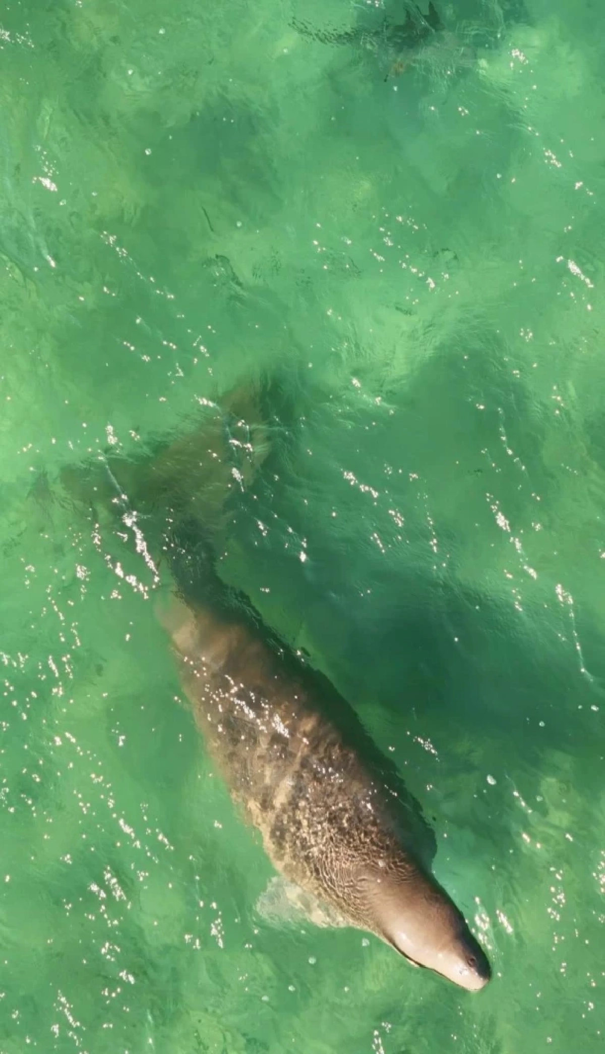 พบพะยูน 1 ตัวว่ายหาอาหารหาดหยงหลำ สะท้อนระบบนิเวศทะเลตรังยังดี