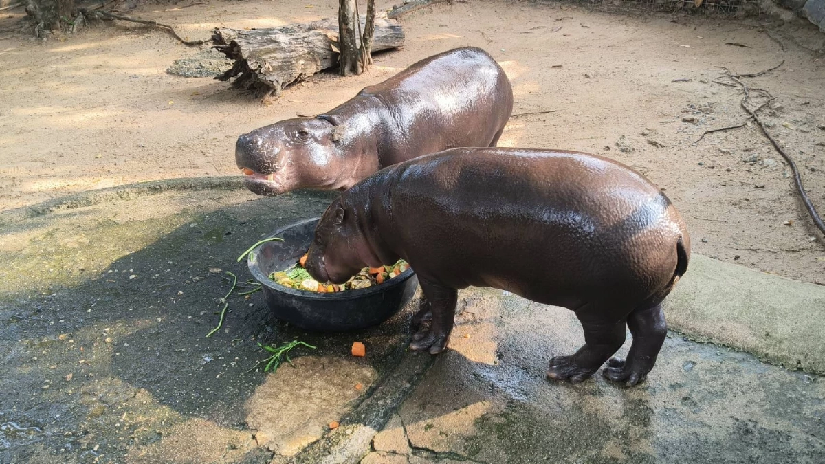 สวนสัตว์เขาเขียวแจงดราม่าคอกหมูเด้ง ยันดูแลตามมาตรฐาน