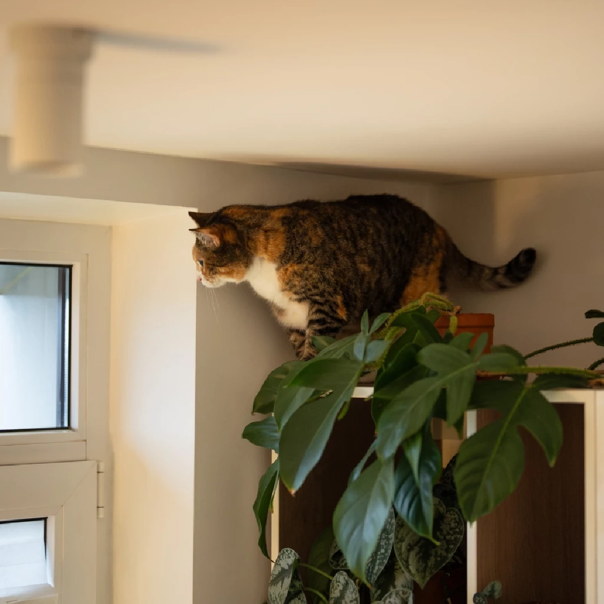 5 เหตุผลตามสัญชาตญาณ ทำไมแมวชอบที่สูงและชอบกระโดดขึ้นหลังตู้