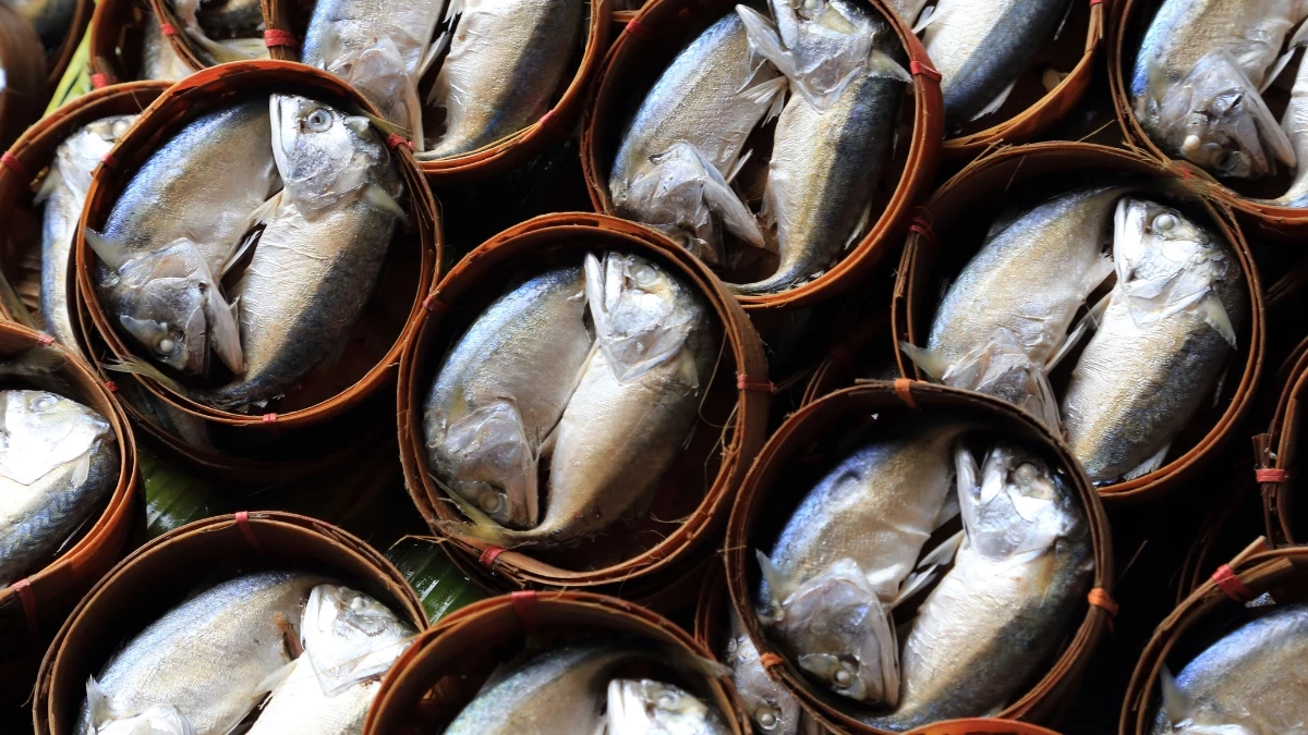 ปลาทูหน้างอคอหัก ไม่ใช่พันธุ์พิเศษ แต่คือภูมิปัญญาคนไทย