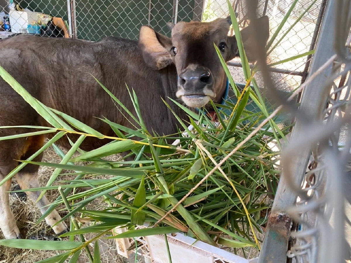 "ลูกกระทิงพลัดหลงโตไว 3 เดือน น้ำหนักแตะ 100 กิโลกรัม!"