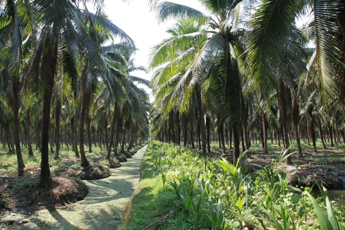 เฉิดฉายเวทีโลก "มะพร้าวน้ำหอมราชบุรี"ขึ้นทะเบียน GI ใน EU สำเร็จ