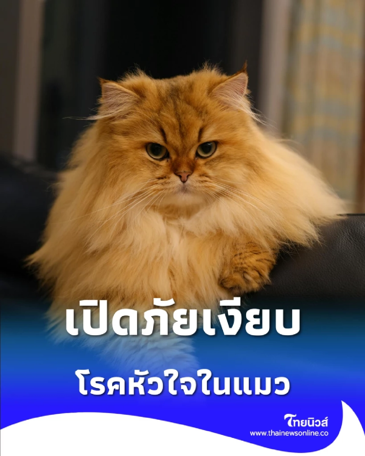 เปิดภัยเงียบ โรคหัวใจในแมว ที่แฝงมากับคำว่าหนูไม่เป็นไร