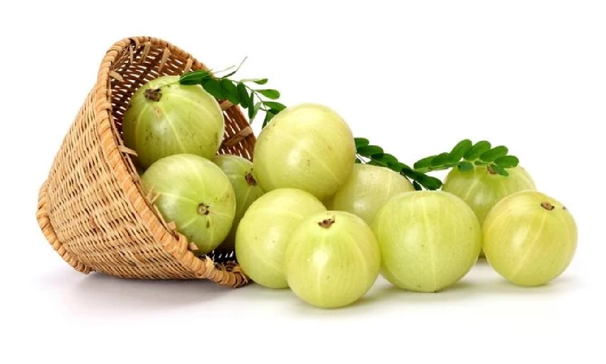 ปอดพังเพราะฝุ่น? ฟื้นได้ด้วย 5 สมุนไพรบำรุงปอดจากธรรมชาติ