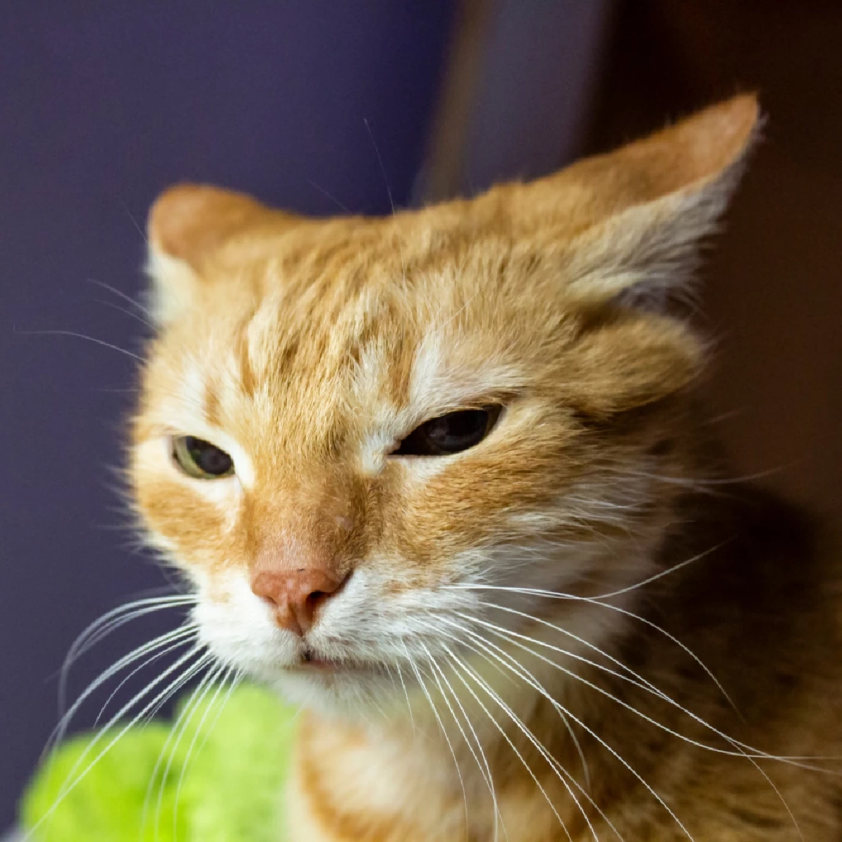 ทาสต้องรู้ 4 พฤติกรรมทำแมวโกรธจัด ระวังโดนตัดความสัมพันธ์