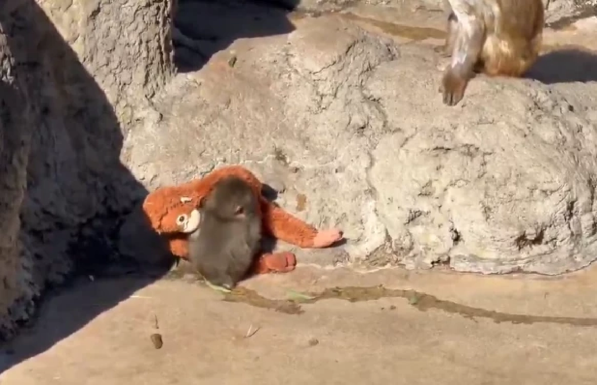 เฉลยสาเหตุ "พันช์คุง" ถูกลิงโตเต็มวัยลาก หลังพยายามเข้าหา