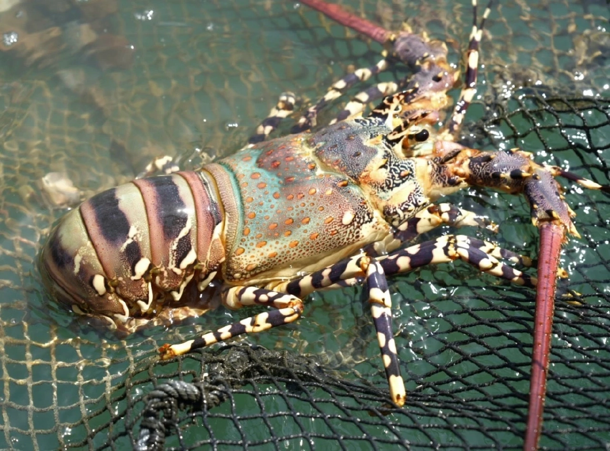 กุ้งมังกร 7 สีภูเก็ต GI ใหม่ พรีเมียม สมฉายา ฟัวกราส์แห่งท้องทะเล