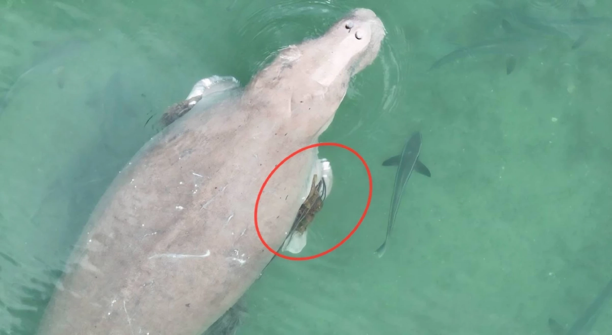 พบพะยูนเกาะลิบง 4 ตัว สุขภาพดี แต่ 1 ตัวมีเชือกพันครีบ เร่งช่วยด่วน