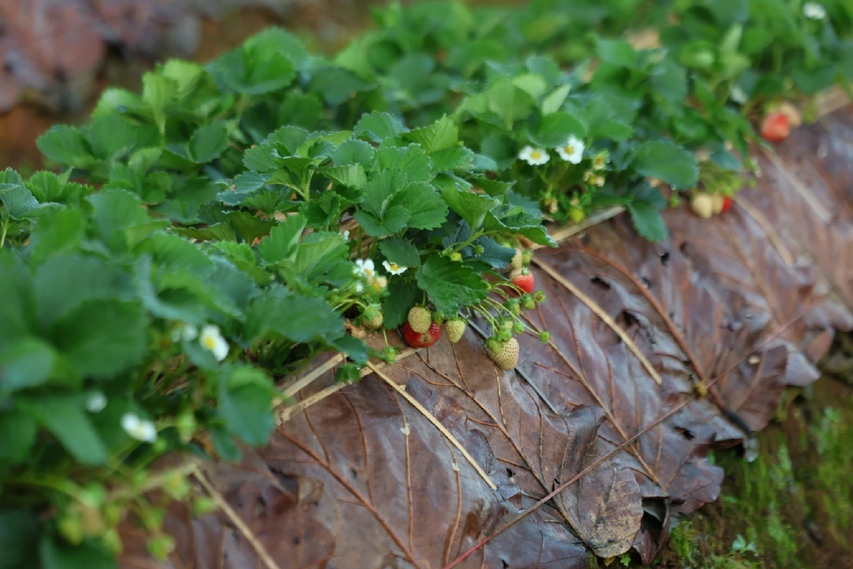 เปิดขายแล้ว"ดอยคำ"สตรอว์เบอร์รี พรีเมียม ส่งตรงจากเกษตรกรไทย มาตรฐานสากล