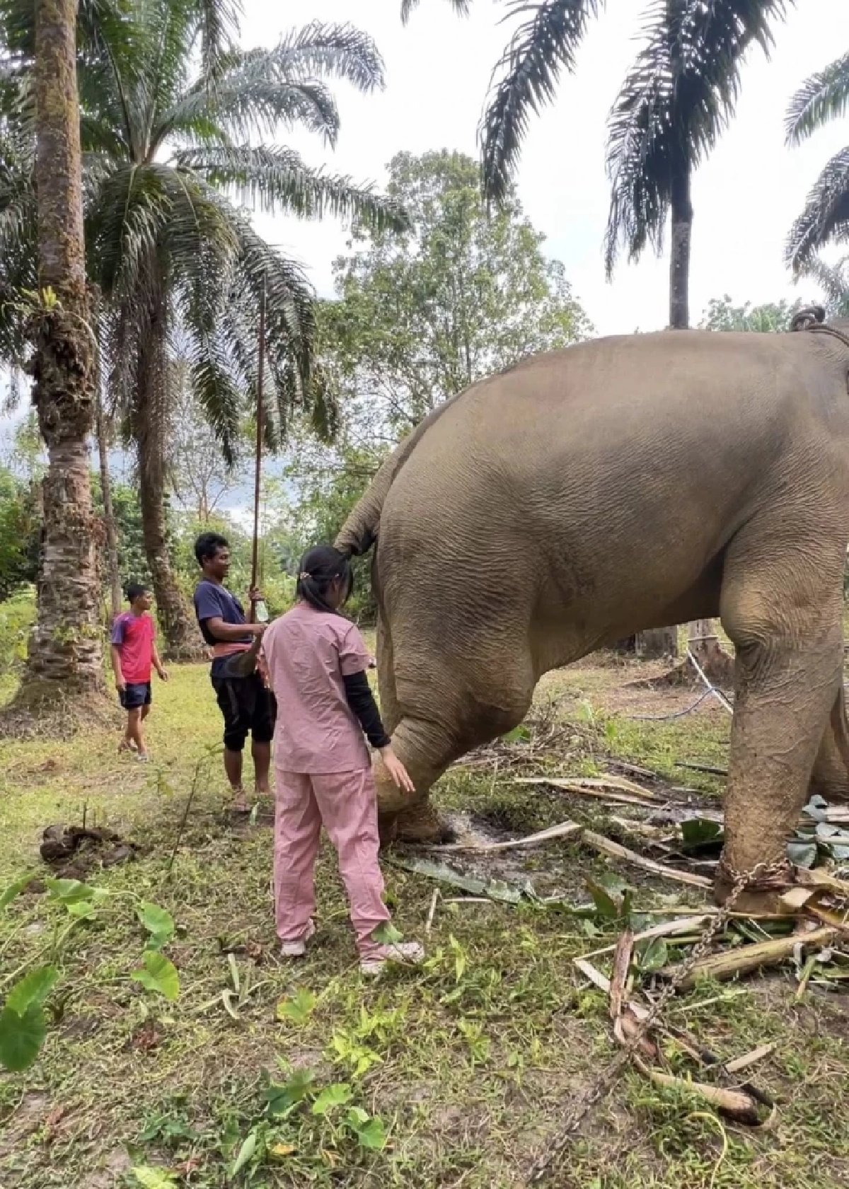 อัปเดตอาการพลายเดียว ช้างตกเขาพังงา ขาบวม-ผลเลือดน่าห่วง