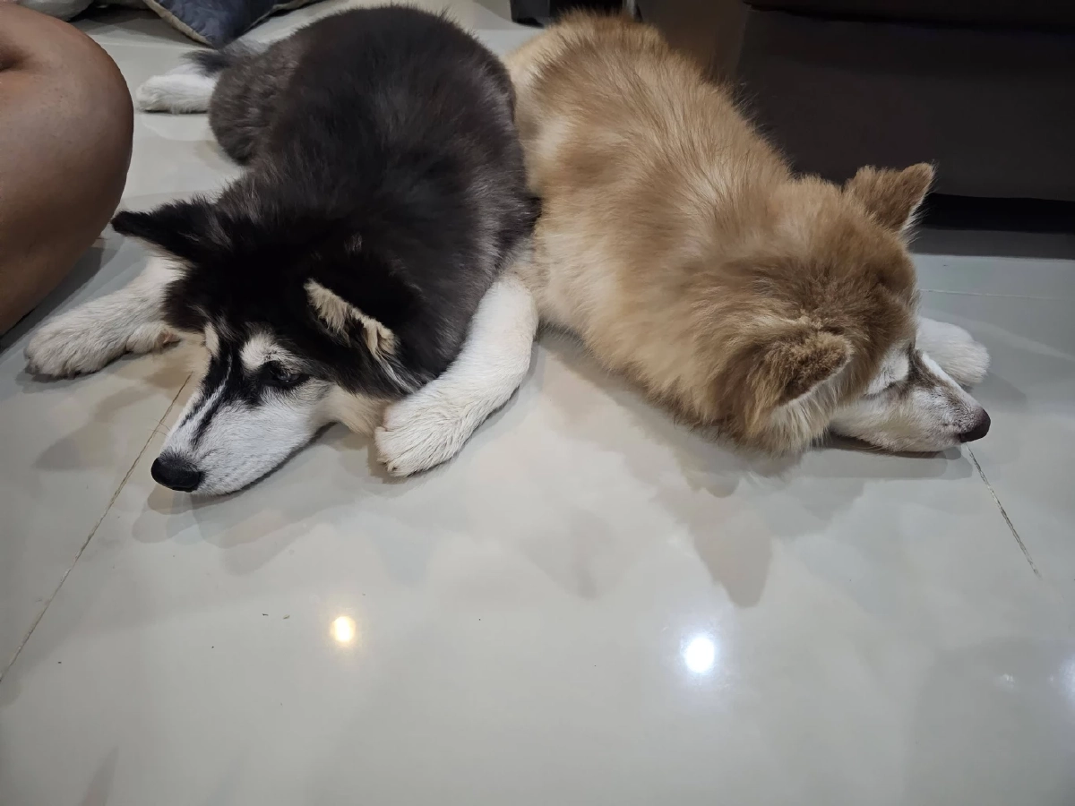 "เจ้าของเก่า" เผยสาเหตุแท้จริงต้องหาบ้านใหม่ ให้ มอลลี่-เบ็ตซี่