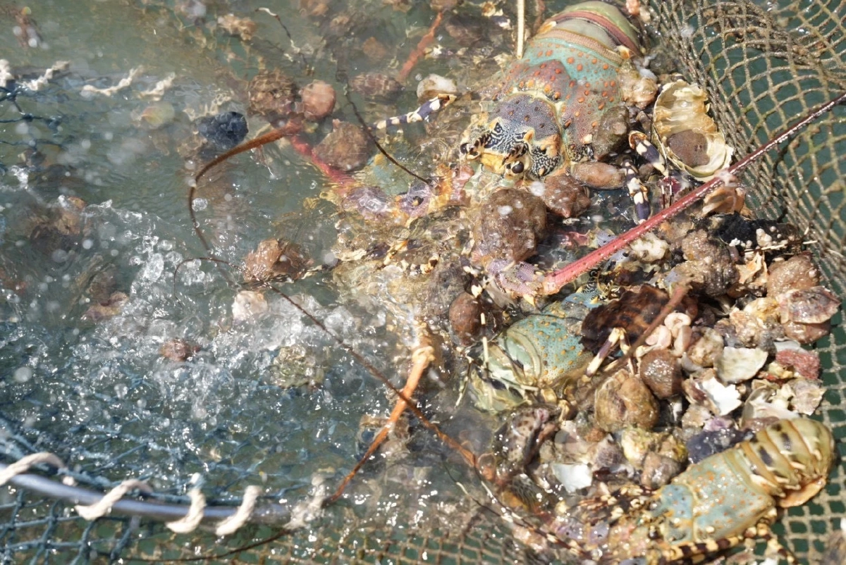 กุ้งมังกร 7 สีภูเก็ต GI ใหม่ พรีเมียม สมฉายา ฟัวกราส์แห่งท้องทะเล