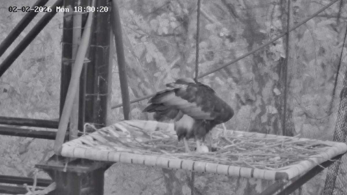 ข่าวดี! พญาแร้งห้วยขาแข้งวางไข่ใบที่ 2 มุ่งฟื้นฟูระบบนิเวศไทย