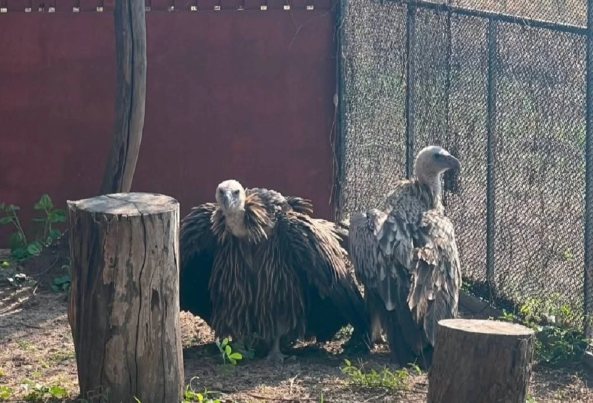 รักแท้เยียวยาใจ! เผยสตอรี่ "พี่นิกกี้-น้องบัว" พญาแร้งคืนถิ่น