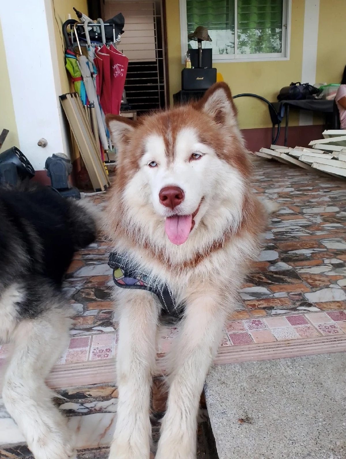 เจ้าของเก่า "มอลลี่" ใจสลาย ห่วงอีกหนึ่งชีวิตอาจรับไม่ไหว