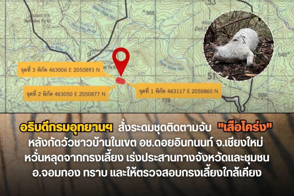 อธิบดีอุทยานฯ สั่งตามรอยเสือโคร่งบุกขย้ำวัวชาวบ้านบนดอยอินทนนท์ 