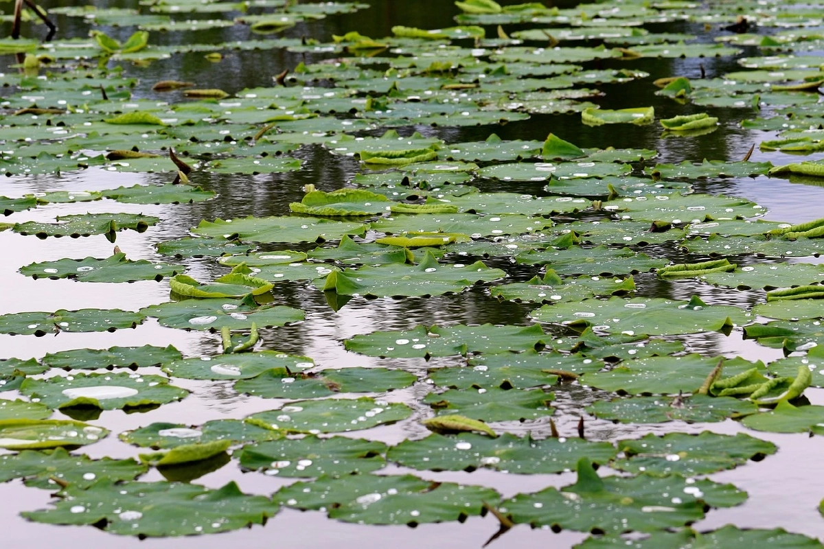 สาวออกไปหาหอยกับเพื่อน จู่ๆ หายตัวปริศนา ก่อนพบร่างเพียงท่อนบน