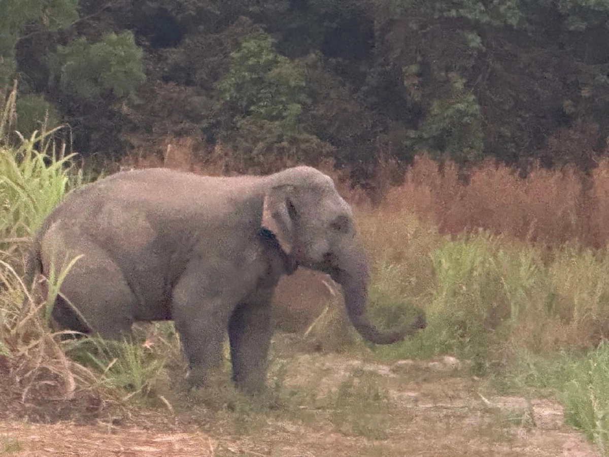 ที่มา : กรมอุทยานแห่งชาติ สัตว์ป่า และพันธุ์พืช