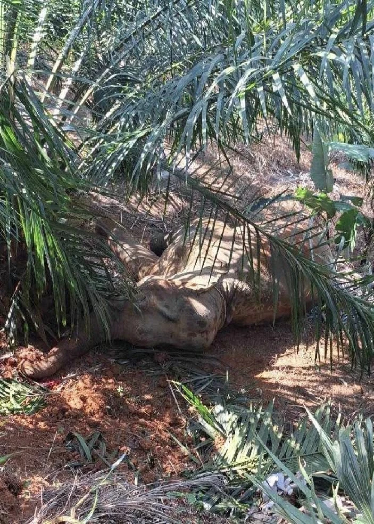 นาทีชีวิต! ช้างพลายตกเขาขาหัก ขยับไม่ได้ หมอโบว์เร่งช่วย