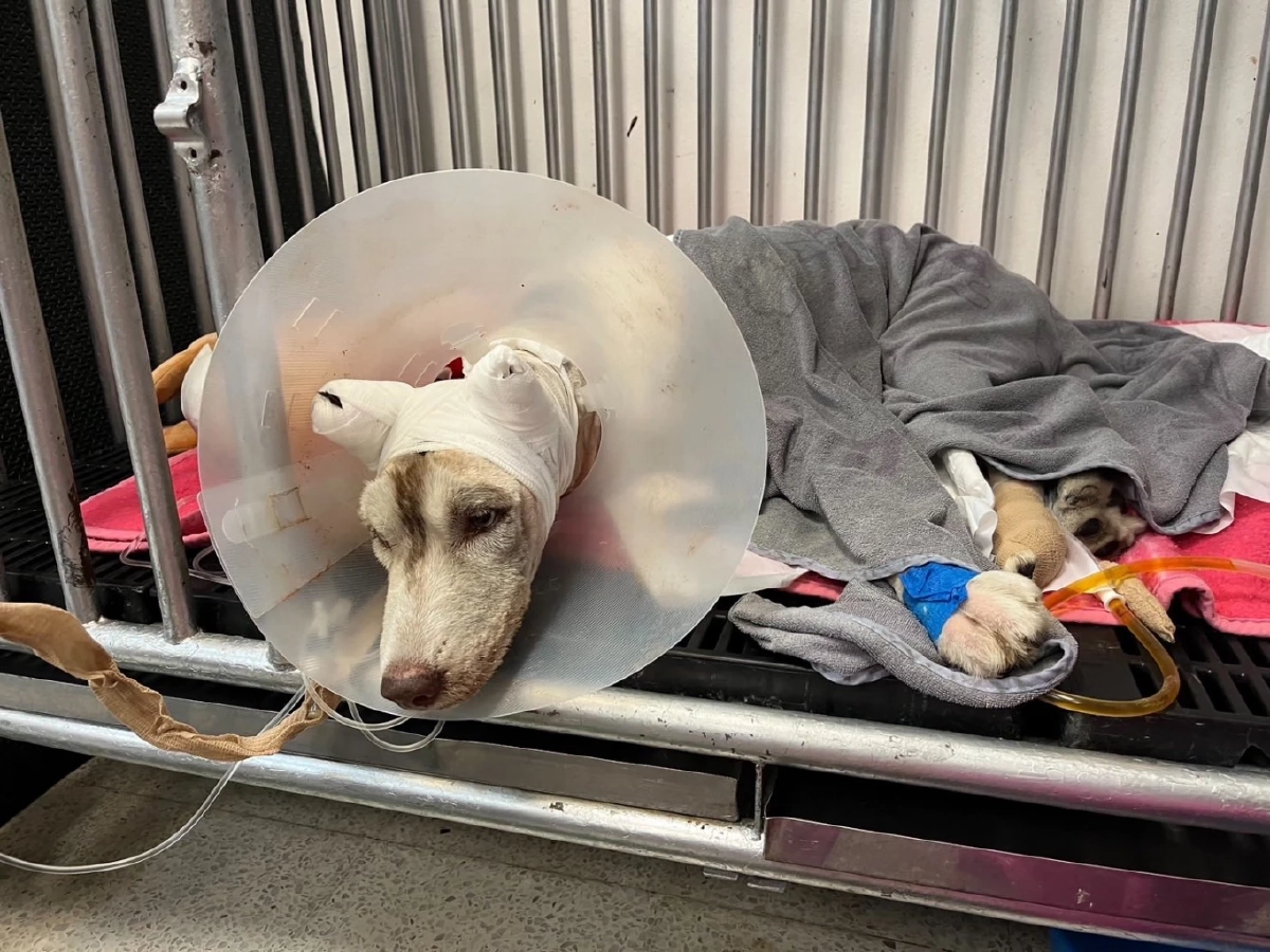 ยอดพุ่งค่าหัวคนร้าย ราดน้ำมัน "มอลลี่" ล่าสุดทะลุ 8 หมื่น