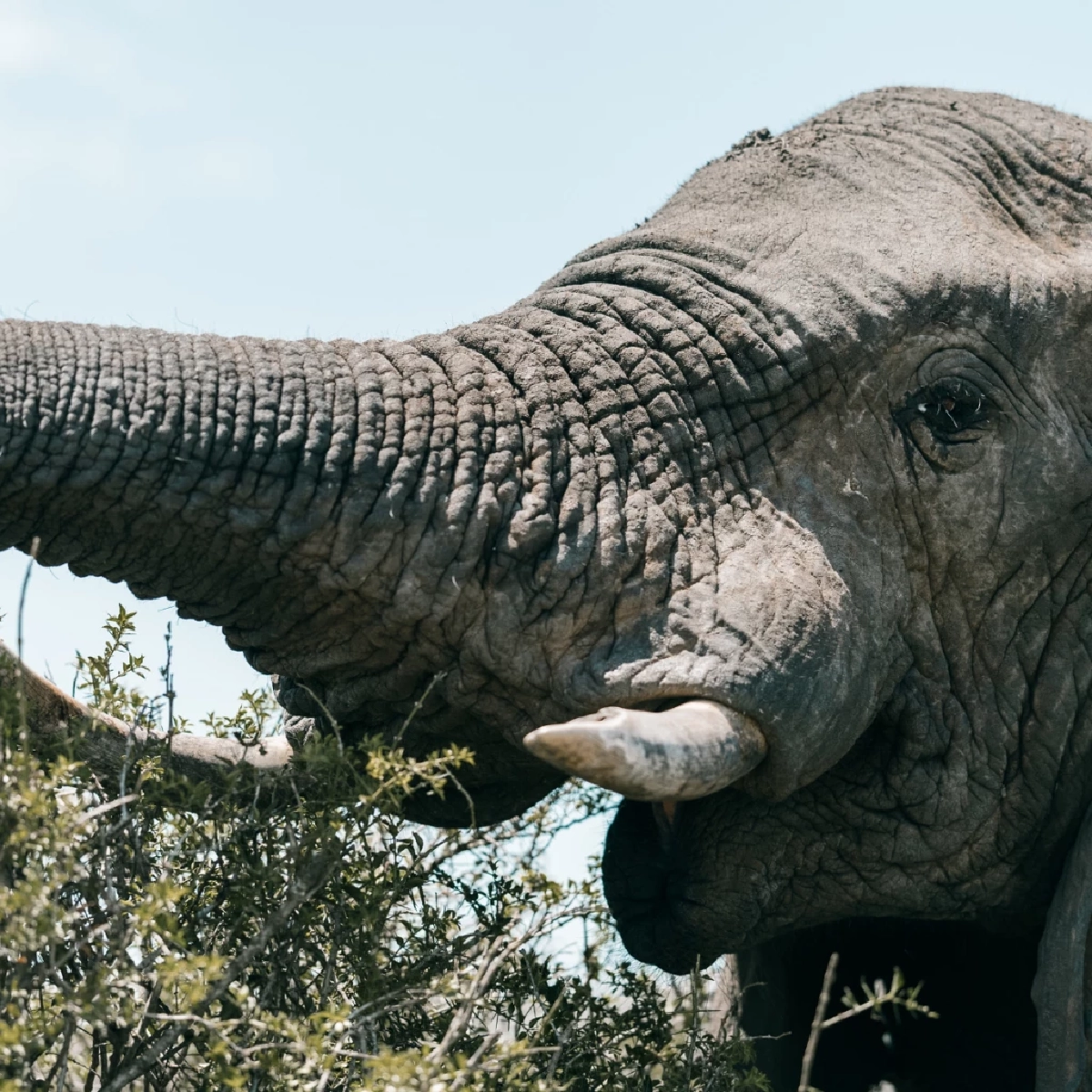 ความลับพฤติกรรม "ช้าง" มีอาการถนัดงาข้างเดียวเหมือนมนุษย์