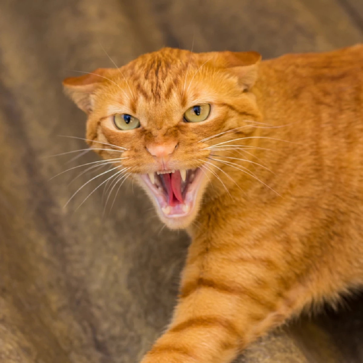 ทาสต้องรู้ 4 พฤติกรรมทำแมวโกรธจัด ระวังโดนตัดความสัมพันธ์